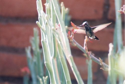 Broad-billed Hummingbird. Cynanthus latirostris.