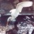 Great Egret fishing. Ardea alba.