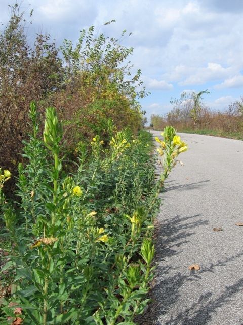 An open section of the Nickel Plate Trail.