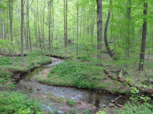 A winding creek along Trail 1.