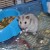 This is the same pose which won me over in the pet store...How could anyone resist :) This is the same pose which won me over in the pet store...How could anyone resist :)