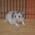Who knew that Hamsters could pout. Really working the camera in this shot Who knew that Hamsters could pout. Really working the camera in this shot