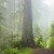 Redwood National Park is located in the far north-west section of California. 