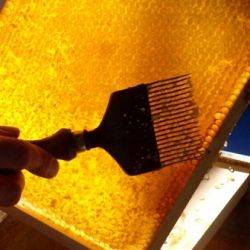 Extracting honey from beeswax honeycomb.