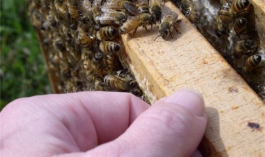 Beekeeper handles a hive frame of honey bees. 