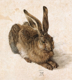 Young Hare by Albrecht DÃurer (1471-1528) 