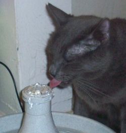 Cat Drinking from Water Fountain