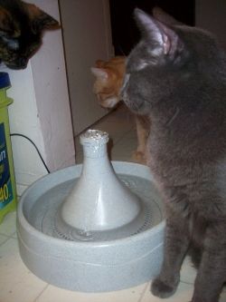 Drinking from Pet Water Fountain