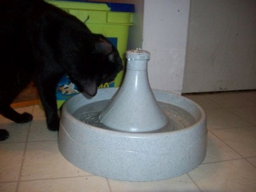 Drinking from the Cat Water Fountain