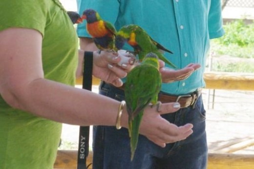 Lorikeets are friendly to humans who feed them.