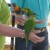 Lorikeets are friendly to humans who feed them.