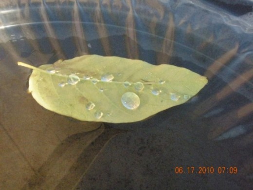 floating dew leaf