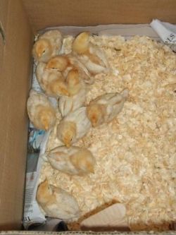10 new baby chicks