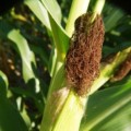 How To Cook Corn on the Cob on a BBQ Grill