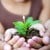 Photo of a seedling.Photo credit: Microsoft Photo of a seedling.Photo credit: Microsoft