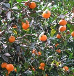 In the southern part of the Gulf Coast states citrus such as Satsumas, Kumquats and Meyer lemons can be grown.