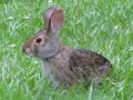 Sustainable Gardening a la Rabbit Hill