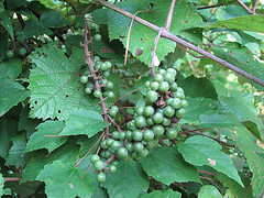These will turn purplish-black in late summer. The bunches can be clipped when most of the grapes are ripe.