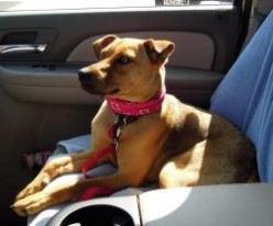 Sweet Sadie the Mountain Cur Dog Needs a Home