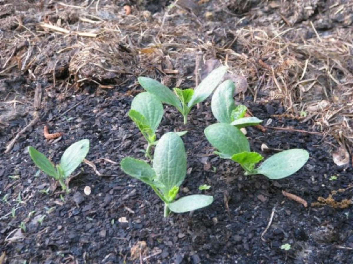 Plant the pumpkin seeds in good soil containing lots of compost and/or aged manure.