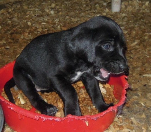 One of Elsie's pups. They love to eat and play.