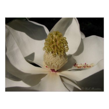 Magnolias signify a love of nature