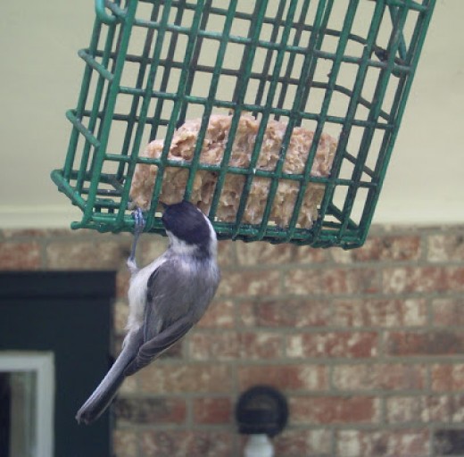 Nest Box Trails for Bluebirds and Others