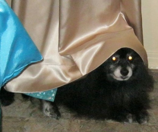 Peek-a-boo puppy