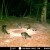 A typical spring night by the Tchefuncte River - too many Raccoons and a pregnant Opossum.