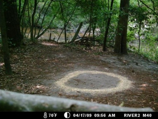 The next morning showing the view from the wildlife camera.  Note the Magnolia tree trunk.