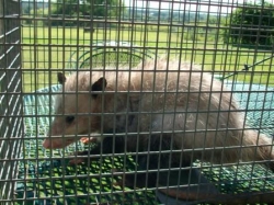 Opossum in a live trap