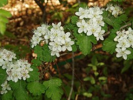 Planting For Birds And Wildlife