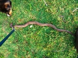 Chicken Snake Caught With Snake Tongs