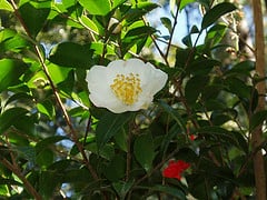 Camellia sasanquas bloom in the fall of the year.