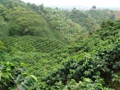 coffee cultivation
