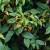 Wild blueberries along the walking trail by the ocean. Wild blueberries along the walking trail by the ocean.