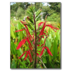 The beautiful carmine red flowers of Lobelia cardinalis attract hummingbirds and butterflies.