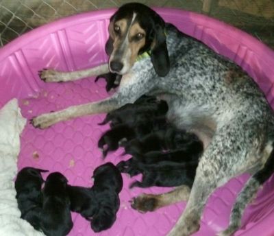 Elsie with her 11 puppies