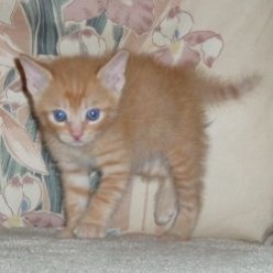 Dax - Tiny Kitten to Big Cat