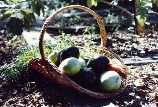A basket of green and purple eggplants and carrots.