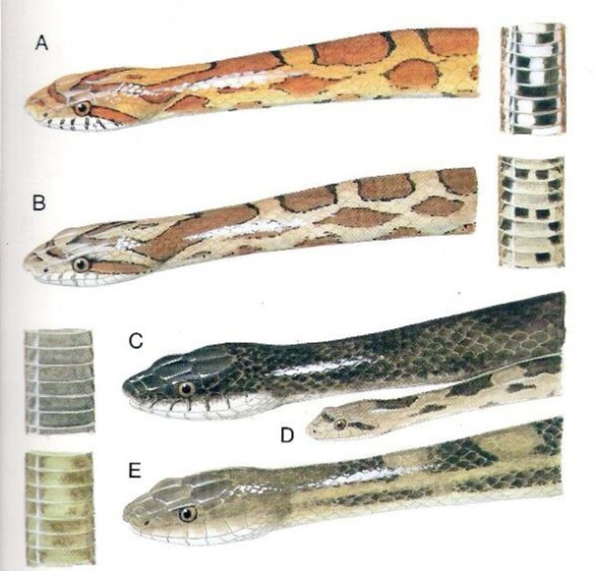 Louisiana Snakes Chart