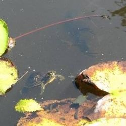 A small red-eared slider and a large bass in our pond.