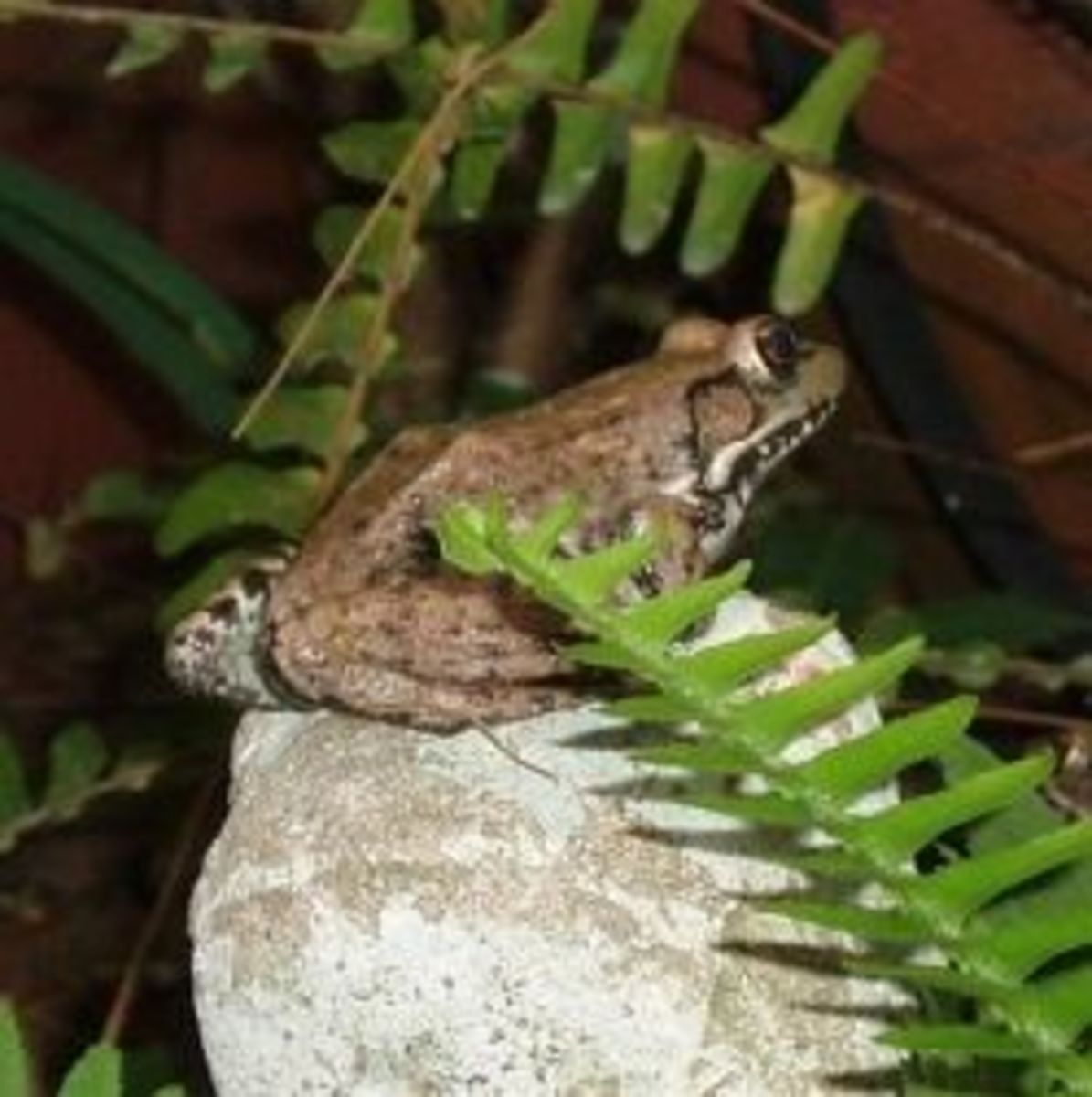 Bronze Frog in Louisiana