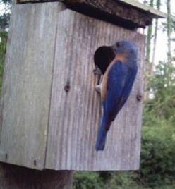 Bluebirds and Their Boxes