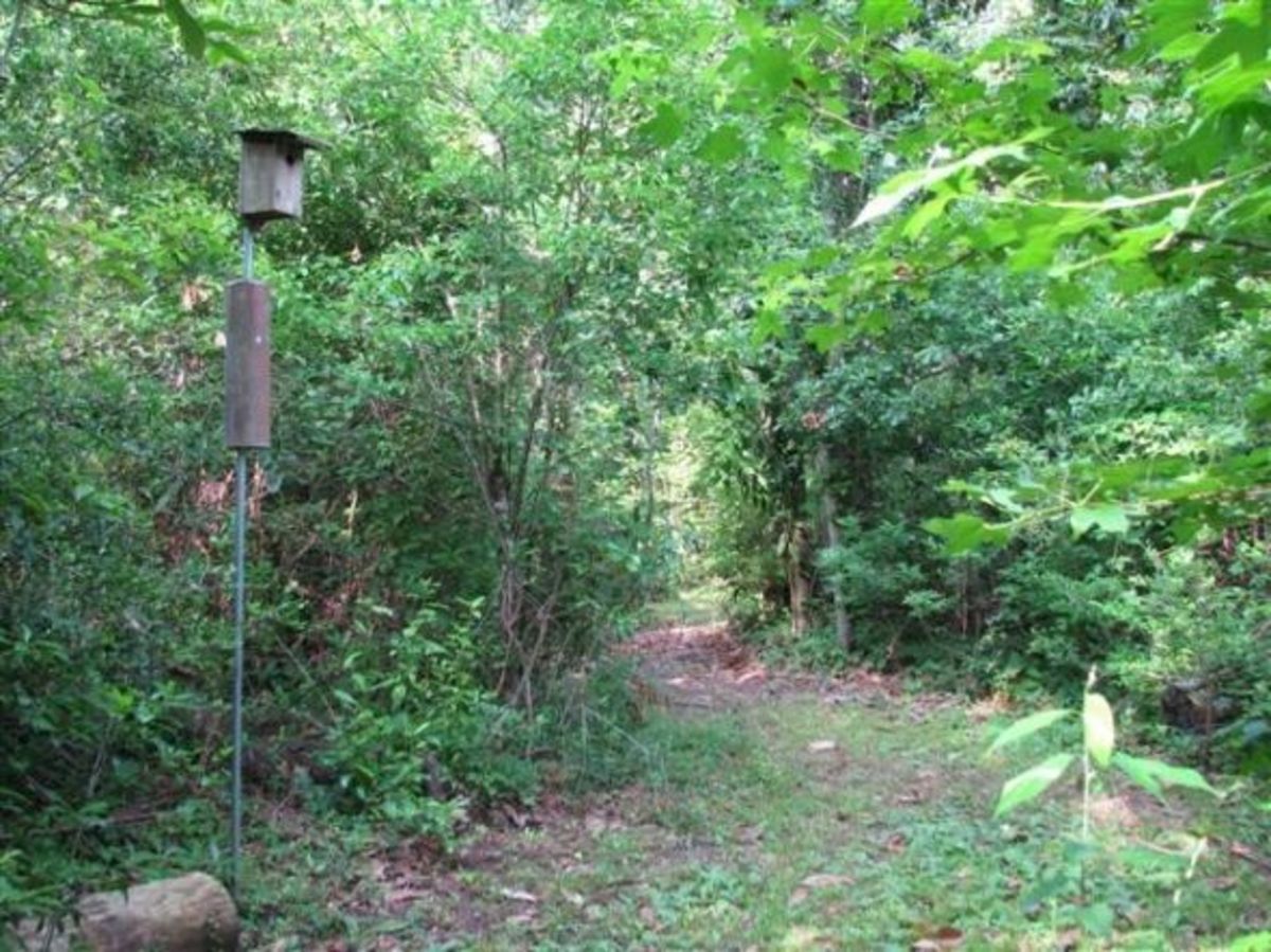 We placed bluebird sized nest boxes, complete with predator baffles, along the trails and many of them are being used.