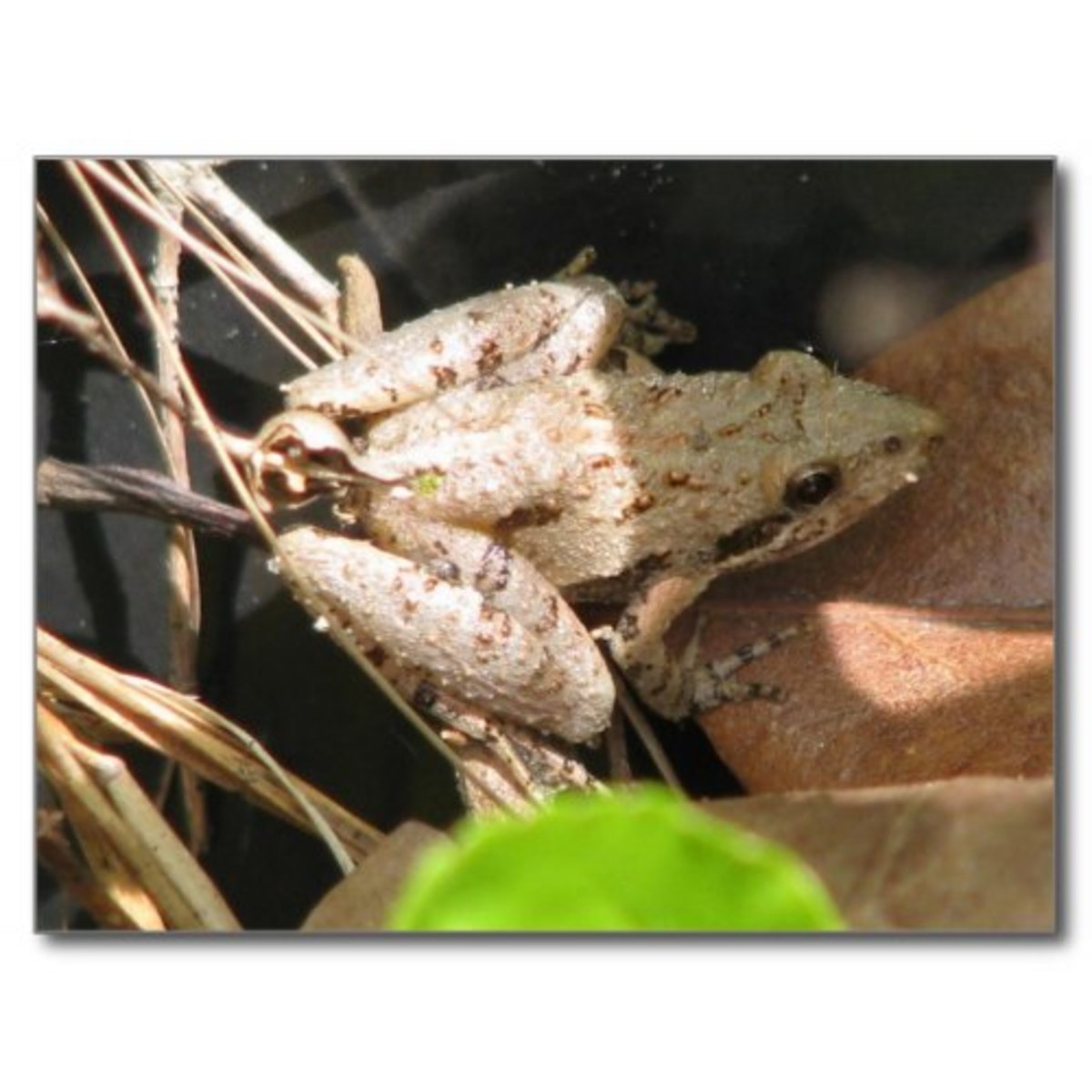 This light colored cricket frog shows the variety of color and patterns which can occur.