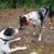 Rio &amp; Amos, the young full blooded Catahoula who runs 3 miles each day to visit us.