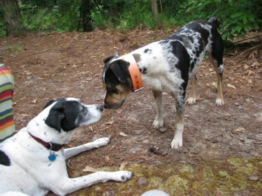 Rio &amp; Amos, the young full blooded Catahoula who runs 3 miles each day to visit us.