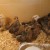 At 4 weeks they are beginning to get some pin feathers and are eating more. They don't need the light on for warmth as much.