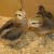These are the 2 youngest ones at 5 weeks. All have wing and tail feathers &amp; are feathering out on their bodies, too.